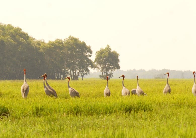 Des grues à tête rouge rares font leur retour à sous-zone A5 du parc national de Tràm Chim après de nombreuses années d'absence. Photo : nongnghiepmoitruong.vn