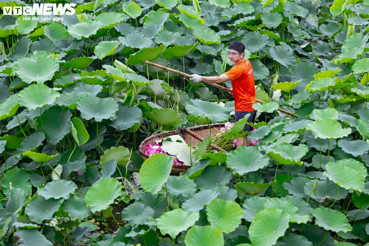 De fin mai à juin, les producteurs de thé au lotus Bách Diệp connaissent leur période la plus active de l’année. Photo : VTC