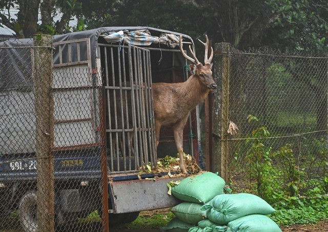 Un cerf sambar parmi les 12 individus qui ont été transportés au parc national de Cuc Phuong, dans le Nord, pour y être soignés et réhabilités. Photo: VNA