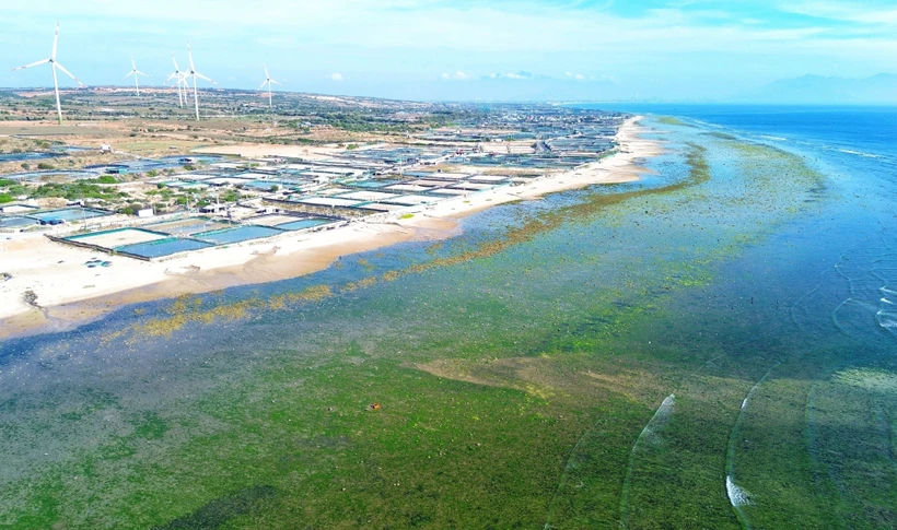 Le district de Thuân Nam, province de Ninh Thuân, a été choisi comme site pour la construction de la centrale nucléaire de Ninh Thuân 1. Photo: VNA