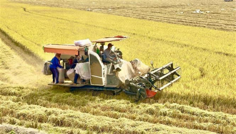 Récolte du riz dans la province d'An Giang. Photo: VNA
