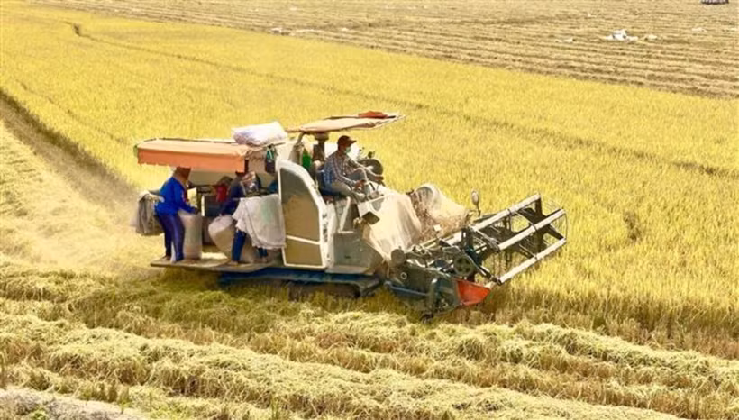 Récolte du riz dans la province d'An Giang. Photo: VNA