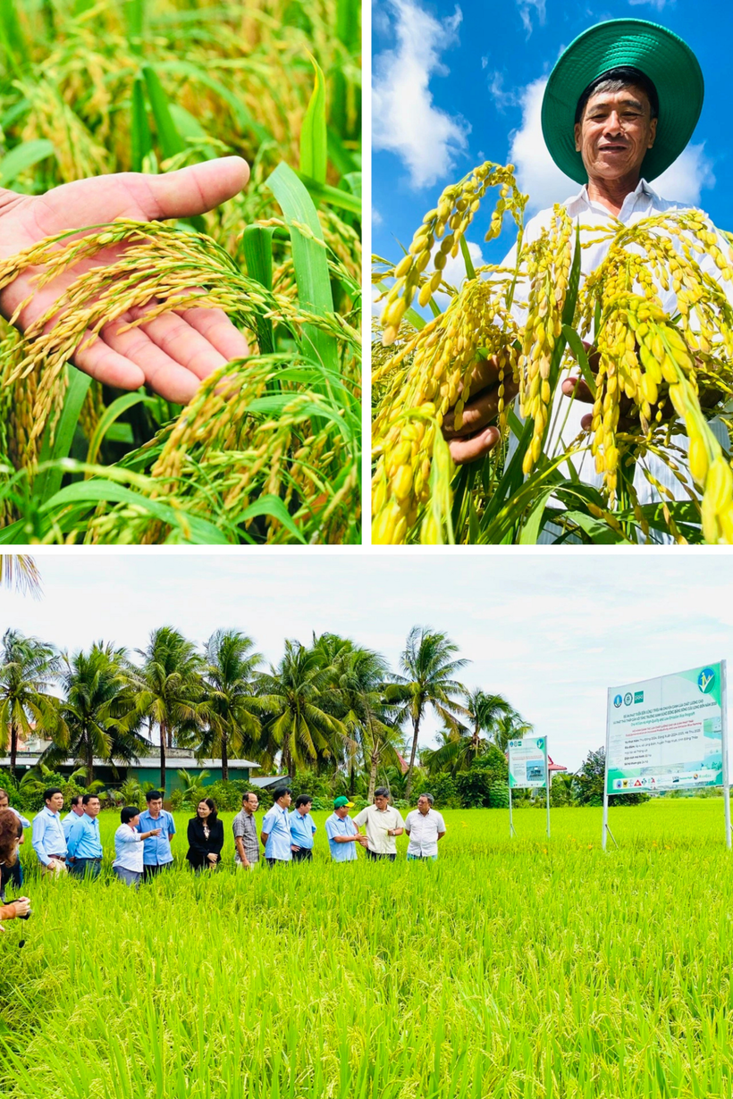 Le projet d'un million d’hectares de riz de haute qualité à faibles émissions vise à atteindre une croissance verte dans le delta du Mékong. Photo: CVN