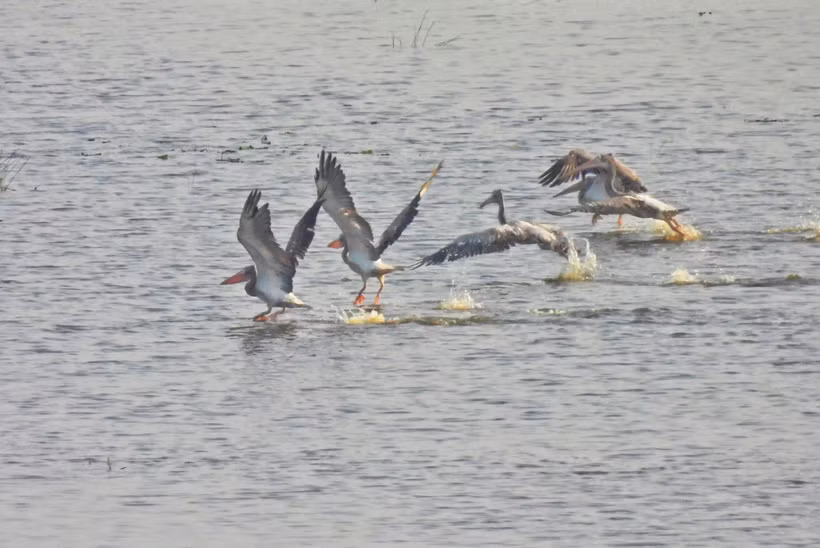 Un groupe de pélicans à bec tacheté fait son retour au parc national de Tràm Chim Photo diffusée par la VNA