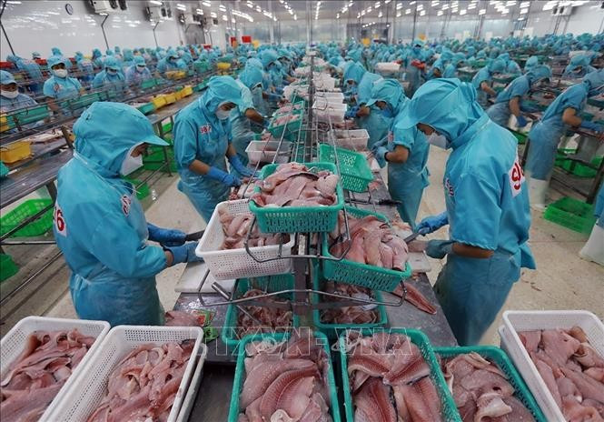 Les exportations de produits aquatiques ont atteint 5,16 milliards de dollars au premier semestre 2025, soit une hausse de 16,9% par rapport à la même période l’an dernier. Photo : VNA