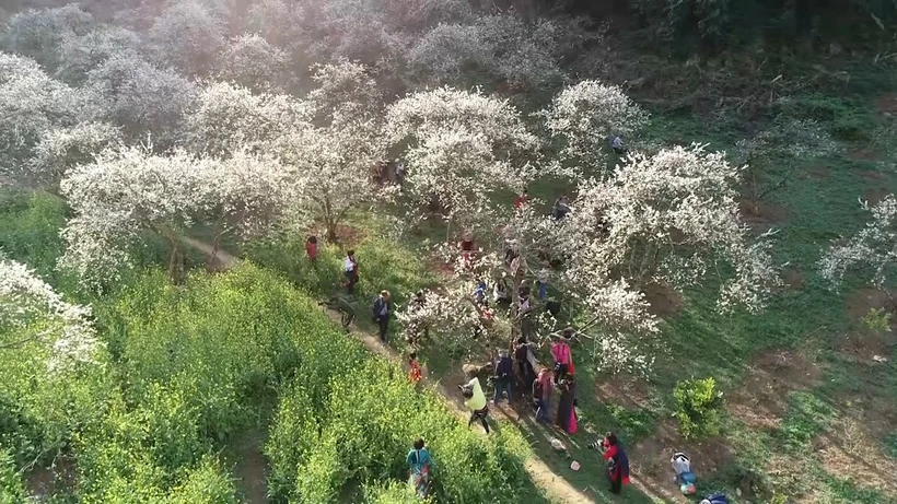 La saison des fleurs de prunier fascine de nombreux voyageurs lorsqu’ils visitent Môc Châu aux premiers jours du printemps. Photo : Internet