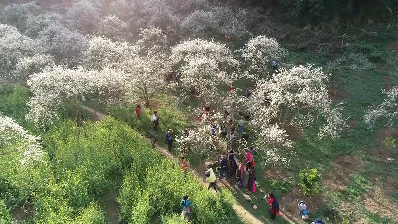 La saison des fleurs de prunier fascine de nombreux voyageurs lorsqu’ils visitent Môc Châu aux premiers jours du printemps. Photo : Internet