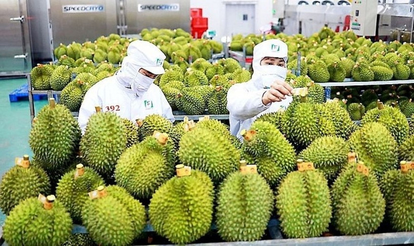 En 2024, le Vietnam a exporté environ 1,5 million de tonnes de durians, avec près de 180.000 hectares cultivés, soit six fois plus qu'en 2015. Photo: kinhtedothi.vn