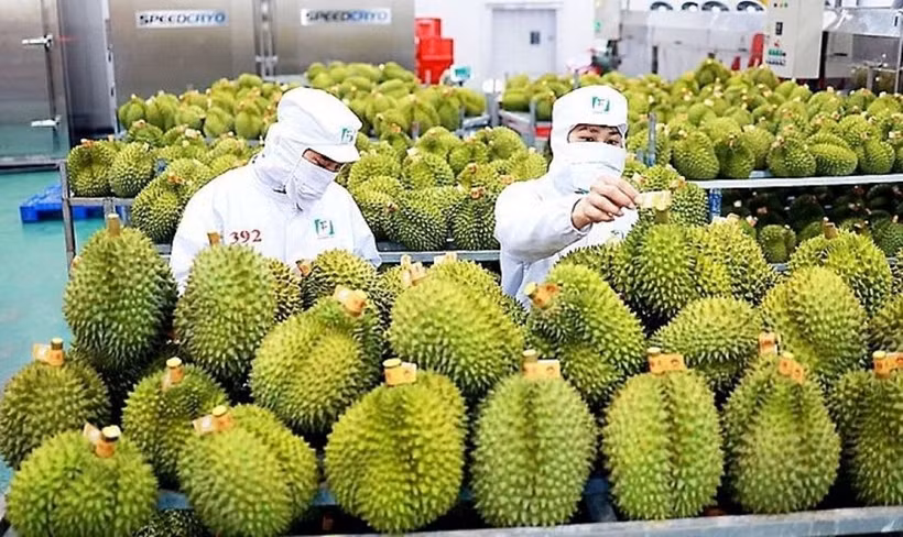 En 2024, le Vietnam a exporté environ 1,5 million de tonnes de durians, avec près de 180.000 hectares cultivés, soit six fois plus qu'en 2015. Photo: kinhtedothi.vn