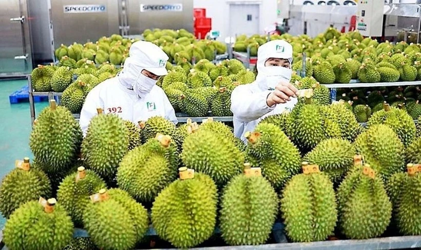 En 2024, le Vietnam a exporté environ 1,5 million de tonnes de durians, avec près de 180.000 hectares cultivés, soit six fois plus qu'en 2015. Photo: kinhtedothi.vn
