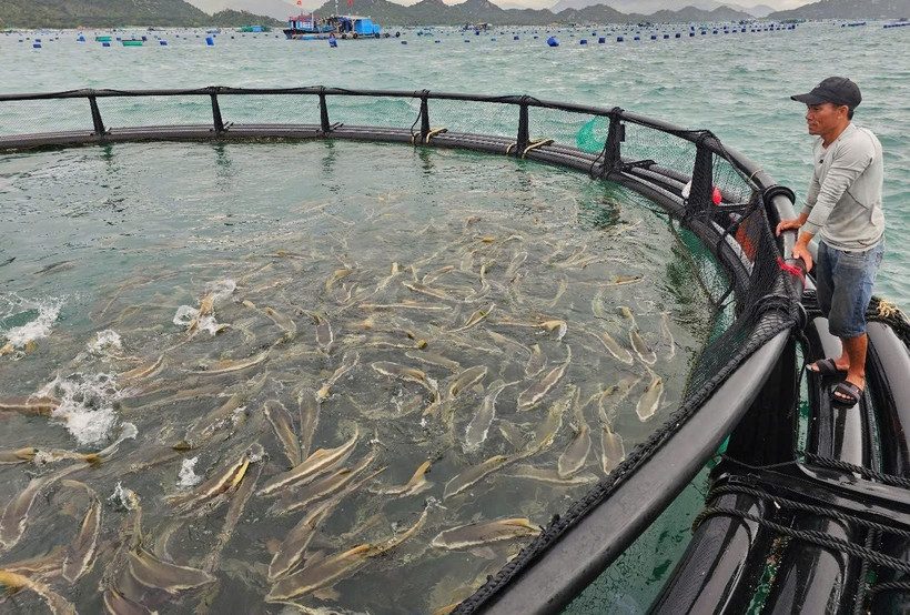 Un modèle d'élevage de cobias en cages en PEHD en pleine mer à Khanh Hoa présente une efficacité remarquable. Photo : nongnghiepmoitruong.vn