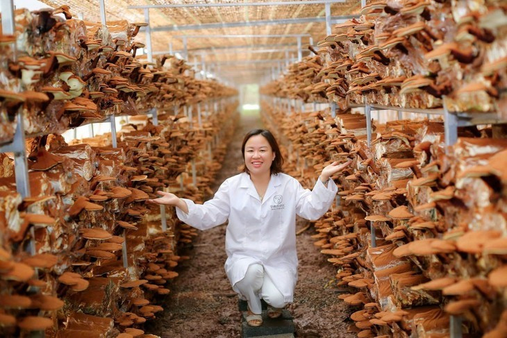 Nguyên Thi Hông, directrice de la compagnie par actions de plantes médicinales Thiên Phuc, dans sa ferme de champignons lingzhi. Photo: tuoitrethudo.vn