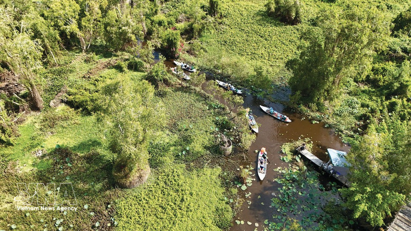 Vue aérienne d’une partie de la forêt de cajeputiers de Trà Su. Photo : VNA