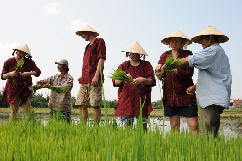 Les touristes internationaux cultivent du riz pendant leur séjour à Quang Nam. Photo: CVN