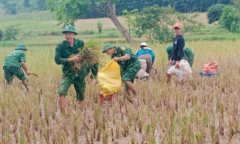 Le poste de garde-frontière de Thanh apporte son aide aux populations pour la récolte du riz pendant les inondations. Photo: VNA