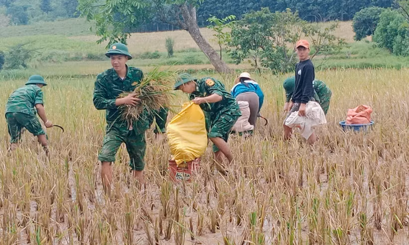 Le poste de garde-frontière de Thanh apporte son aide aux populations pour la récolte du riz pendant les inondations. Photo: VNA