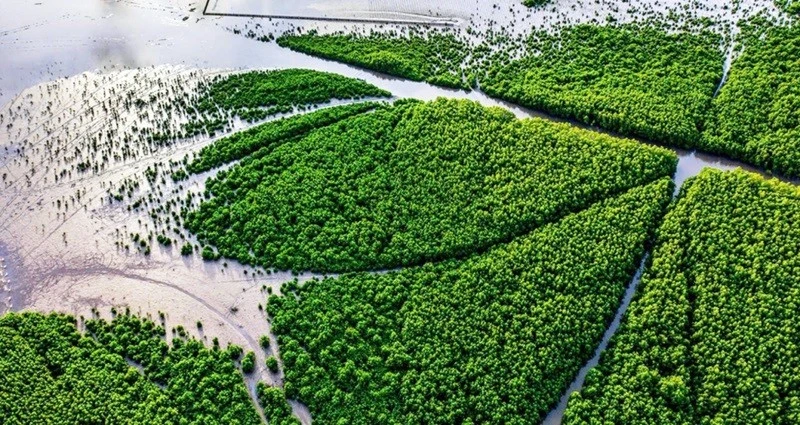 Vue aérienne du forêt de mangrove dans le district de Ngoc Hien, province de Cà Mau. Photo : VnExpress