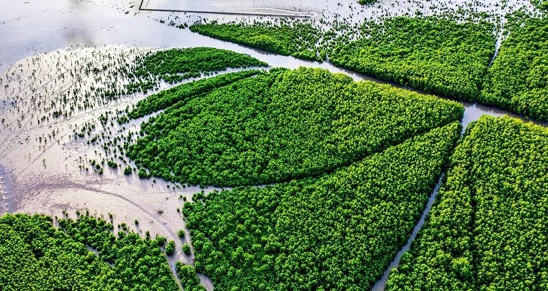 Vue aérienne du forêt de mangrove dans le district de Ngoc Hien, province de Cà Mau. Photo : VnExpress