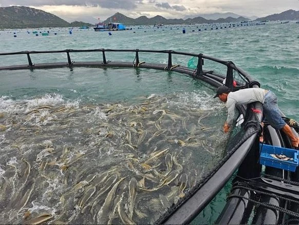 Khanh Hoa lance un projet pilote d’aquaculture offshore de haute technologie Photo : baochinhphu.vn