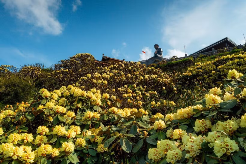 Le mont Fansipan (Lao Cai, Sa Pa) est une destination rare pour les touristes qui souhaitent admirer de près les fleurs de rhododendrons à une altitude de plus de 2.000 m.