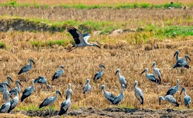 Des cigognes apparus dans la commune d’Ia Mron, district d’Ia Pa, dans la province de Gia Lai (Hauts Plateaux du Centre). Photo : VNA