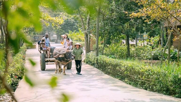 Chaque promenade en charrette à bœufs emmène les touristes le long des chemins de village. Photos: danviet.vn