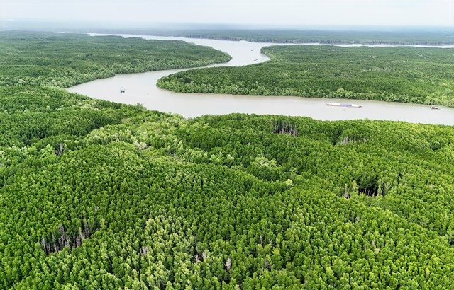 Vue de la mangrove de Cân Gio, située à la périphérie de Hô Chi Minh-Ville. Les forêts du Vietnam présentent un potentiel économique et environnemental important, notamment pour le développement des crédits carbone forestiers et l’écotourisme. Photo: VNA