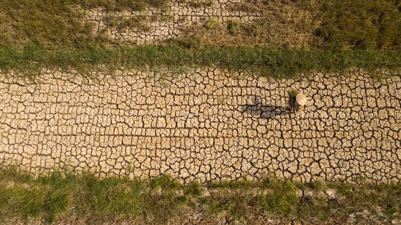 Une rizière ravagée par la sécheresse dans le delta du Mékong. Un épisode El Niño très intense est susceptible d’accroître les risques de sécheresse, de pénurie d’eau et d’intrusion d’eau salée. Photo: VNP