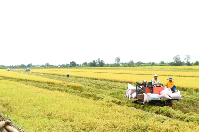 Cân Tho développe la culture du riz de haute qualité et à faibles émissions. Photo : VNA