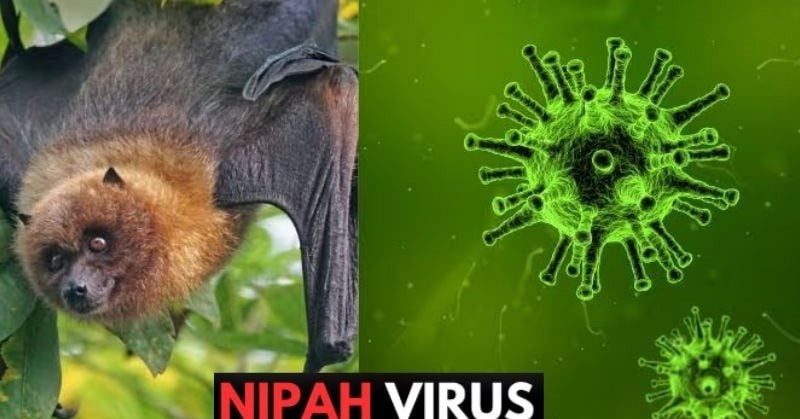 Le virus Nipah (NiV) est une zoonose virale grave se transmettant à l'homme par contact direct avec des chauves-souris frugivores (Pteropus), des porcs infectés ou des personnes malades. Photo: moh.gov.vn