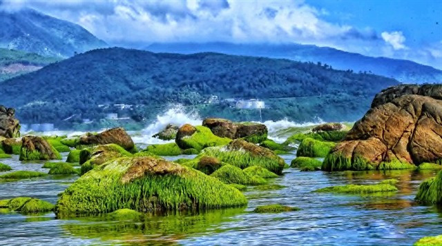 Les algues sur les rochers de la plage Nam Ô de Dà Nang. Photo : Bui Thanh Lang