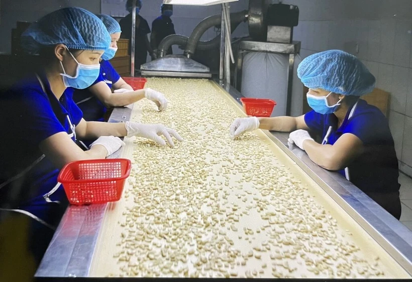 Sélection de noix de cajou pour l'exportation. Photo : VNA