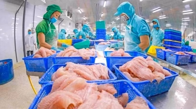 Traitement de filets de poisson tra pour l'exportation. Photo : VNA