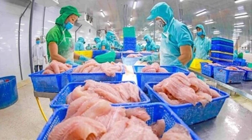 Traitement de filets de poisson tra pour l'exportation. Photo : VNA