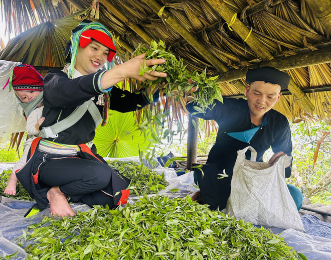 Le séchage immédiat des bourgeons fraîchement cueillis garantit un thé de qualité. Photo: VNA 7-che-co-tram-nam-vao-vu-giua-dai-ngan-tay-con-linh-7988797.jpg