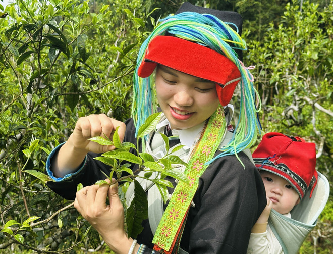 Fierté de la province de Hà Giang, les théiers Shan Tuyet ont été honorés du titre d'"arbres du patrimoine national". Ces arbres précieux alimentent une production qui s'étend sur près de 14 000 hectares et génèrent une récolte annuelle de plus de 55 000 tonnes. Photo: VNA 5-che-co-tram-nam-vao-vu-giua-dai-ngan-tay-con-linh-7988789.jpg