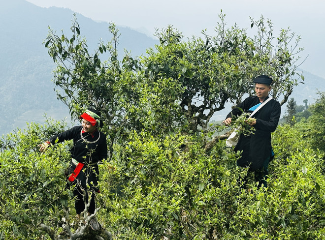 Sur les pentes du mont Tây Côn Lĩnh, à près de 2 000 mètres d'altitude, prospèrent des milliers de théiers centenaires Shan Tuyet. Poussant à l'état sauvage en haute montagne, ils produisent de grands bourgeons et des feuilles d'un vert profond, délicatement recouvertes d'un fin duvet blanc. 3-che-co-tram-nam-vao-vu-giua-dai-ngan-tay-con-linh-7988792-avatar.jpg