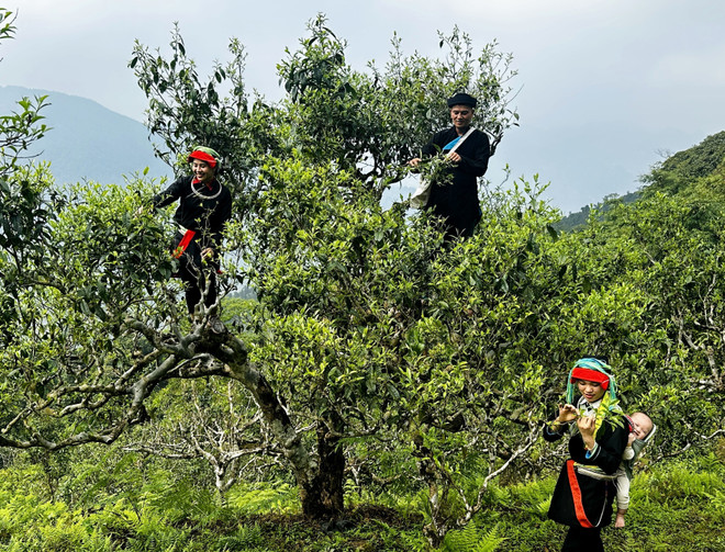 Fin avril à Hà Giang : pour les Dao, c'est le début de la saison tant attendue de la récolte printanière du thé Shan Tuyet. Ce mois offre les conditions idéales pour obtenir de magnifiques bourgeons d'une qualité inégalée. Photo: VNA 1-che-co-tram-nam-vao-vu-giua-dai-ngan-tay-con-linh-7988794.jpg