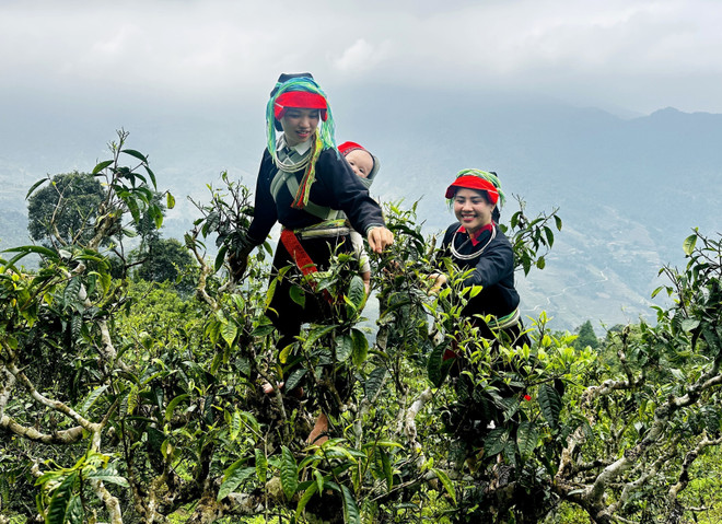 Avec plus de 20 300 hectares dédiés à la culture du thé, Hà Giang figure parmi les provinces possédant les plus vastes étendues de théiers au Vietnam. Au sein de cette superficie, le prestigieux thé Shan Tuyet occupe une place prépondérante avec plus de 18 600 hectares, soit un remarquable taux de 90,28 %. Photo: VNA 4-che-co-tram-nam-vao-vu-giua-dai-ngan-tay-con-linh-7988791.jpg