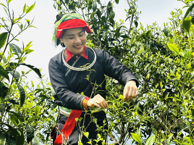 La cueillette des précieux bourgeons du thé Shan Tuyết exige de grimper jusqu'à la cime des théiers. Photo: VNA 6-che-co-tram-nam-vao-vu-giua-dai-ngan-tay-con-linh-7988787.jpg