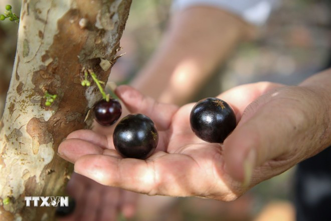Nho than go (Plinia cauliflora) est l'un des produits agricoles biologiques de la province de Tay Ninh. Photo : Vietnam+ nha-than-go.jpg