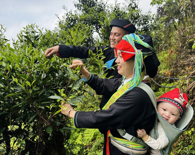 Au-delà de leurs magnifiques rizières en terrasses, les montagnes rocheuses de Hà Giang nourrissent également une vaste communauté de théiers centenaires Shan Tuyet, témoignant d'une richesse naturelle insoupçonnée. Photo: VNA 2-che-co-tram-nam-vao-vu-giua-dai-ngan-tay-con-linh-7988793.jpg