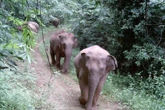 a province de Dong Nai constitue un habitat majeur, considéré comme le « foyer » du deuxième plus grand troupeau du pays avec environ 25 à 27 éléphants sauvages. Photo : VNA