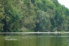 La réserve écologique de Đồng Tháp Mười (Plaine des joncs) couvre plus de 106 hectares et sera prochainement étendue de 60 hectares supplémentaires. Photo : VNA.