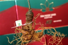Ginseng de Ngoc Linh. Photo : VNA