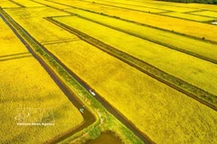 Une rizière dans la commune de Vĩnh Mỹ, province de Cà Mau, vue du ciel. Photo / VNA