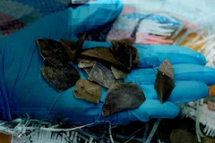 Des contrebandiers dissimulent la cargaison maritime transportée par camion d'Indonésie au Cambodge sous l'apparence de peaux de poissons séchés. Photo : Conseil des parcs nationaux