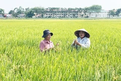 Vérification de la qualité du riz TBR225 dans la commune de Lien Mac dans le district de Me Linh de Hanoi. Photo : hanoimoi.vn