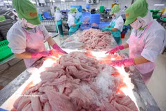 Tri et surgélation de filets de pangasius destinés à l'exportation dans l'usine de la Société par actions Go Dang, située dans l'ancienne province de Tiên Giang. Photo : VNA