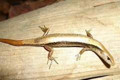 Espèce de lézard baptisée Scincella truongi Pham. Photo : VNA